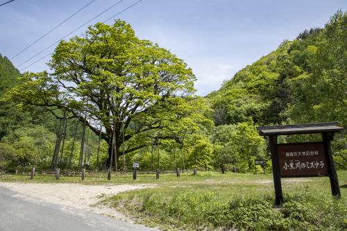 小黒川のミズナラ