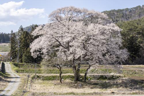 御所桜