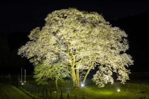 御所桜ライトアップ