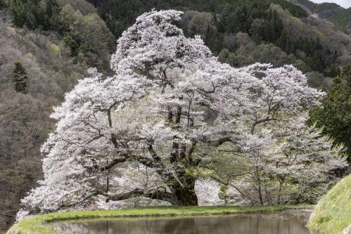 駒つなぎの桜