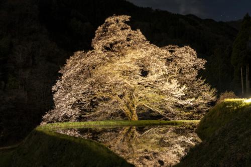 駒つなぎの桜