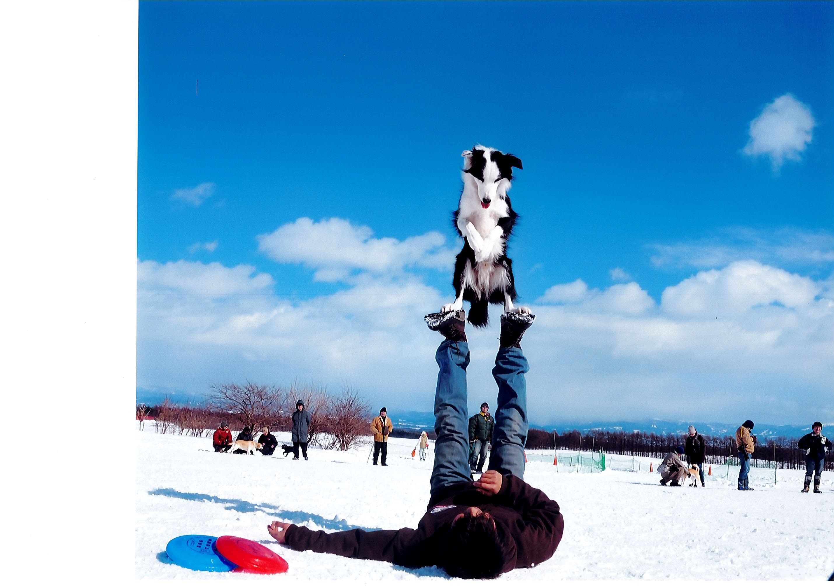 優良賞　コリー犬の得意技!